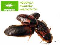 Karaczany dubia 3-4 cm - 10 szt. + legalna wysyłka - badane