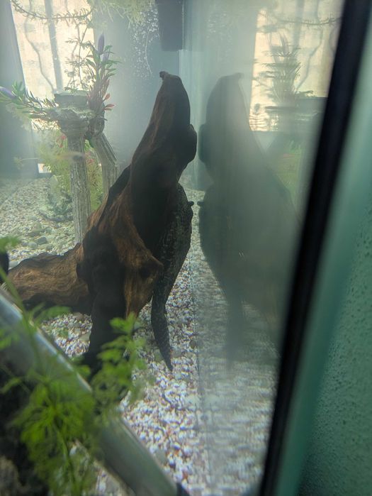 Vendo peixes de água quente