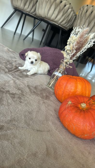 Chihuahua FCI ZKWP Sunia