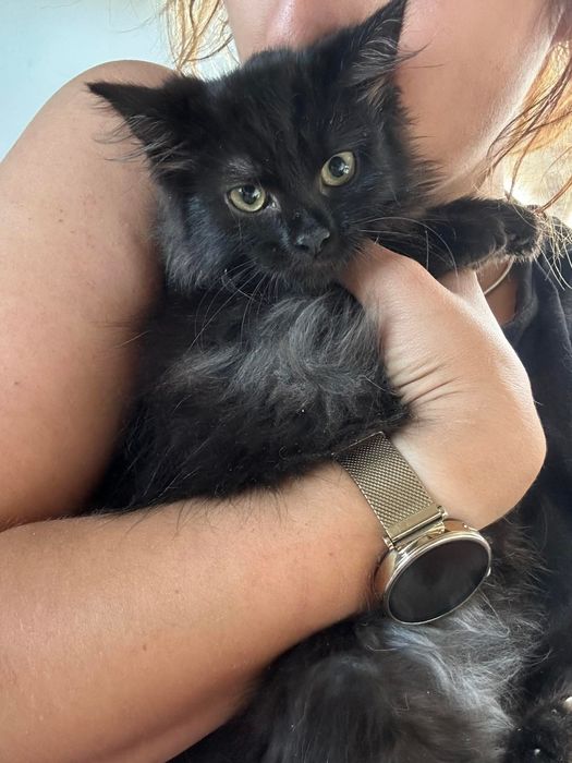 Czarny kot po Championach rodowód FPL FIFE Neva Masquerade Syberyjski