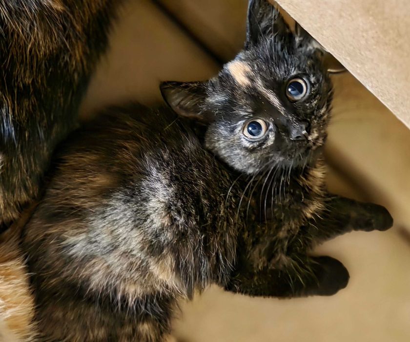 Кошенята-дівчата