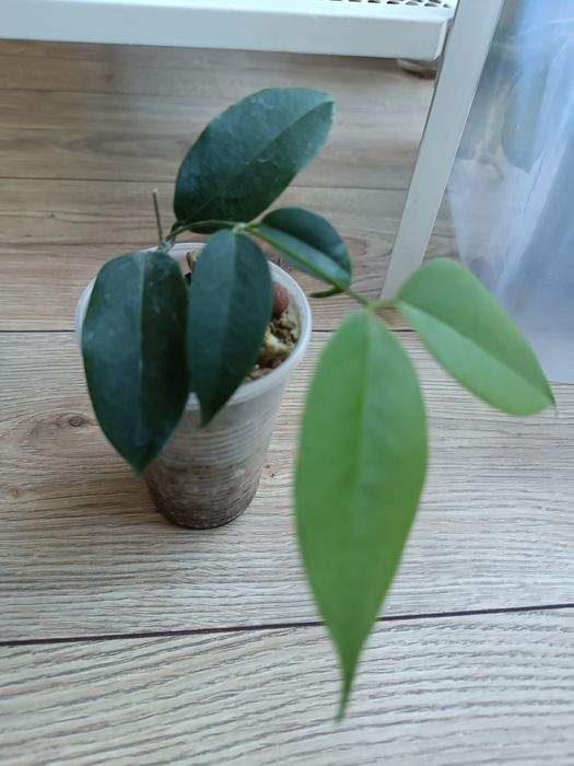Hoya Apoda rosnąca