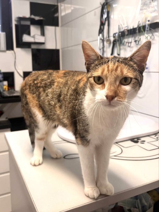 Piękna kocica szuka domu