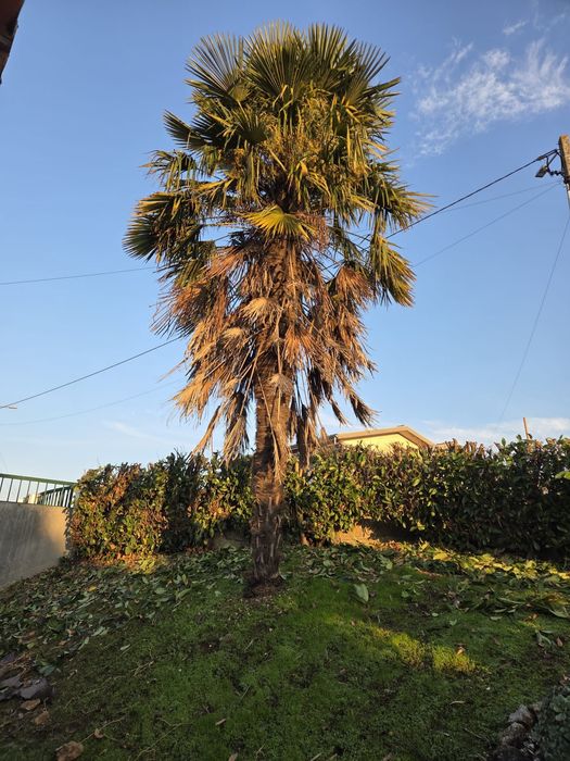 PALMEIRA para jardim