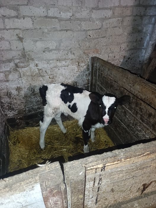 Продам теличку від молочної корови