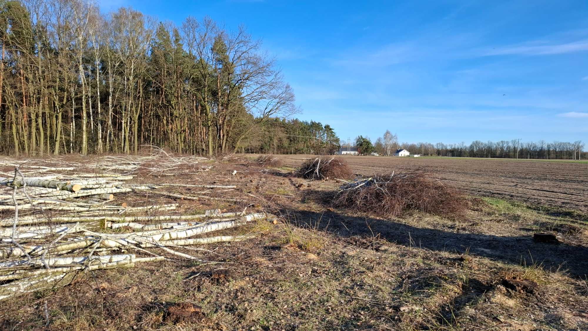 Gałęzie brzozowe, gałeziówka tani opał