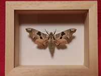 Motyl w ramce 10 x 8 cm . Mimas tiliae ( Nastrosz lipowiec ) .
