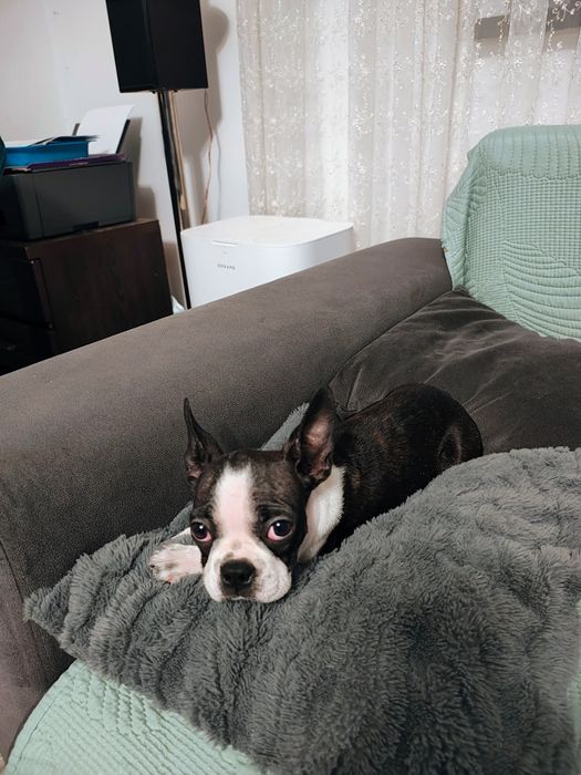 Boston Terrier suczka 5 miesięcy nie Buldog francuski
