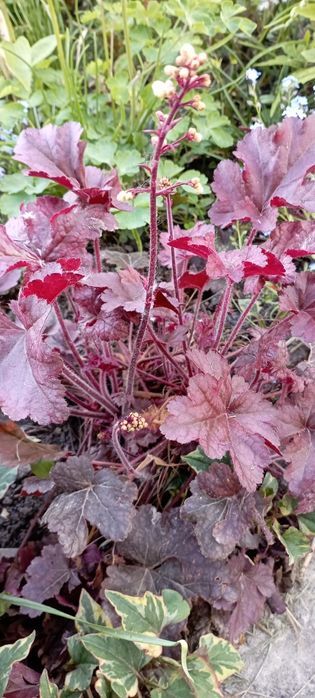 Гейхеры, анемона, хосты, астильба