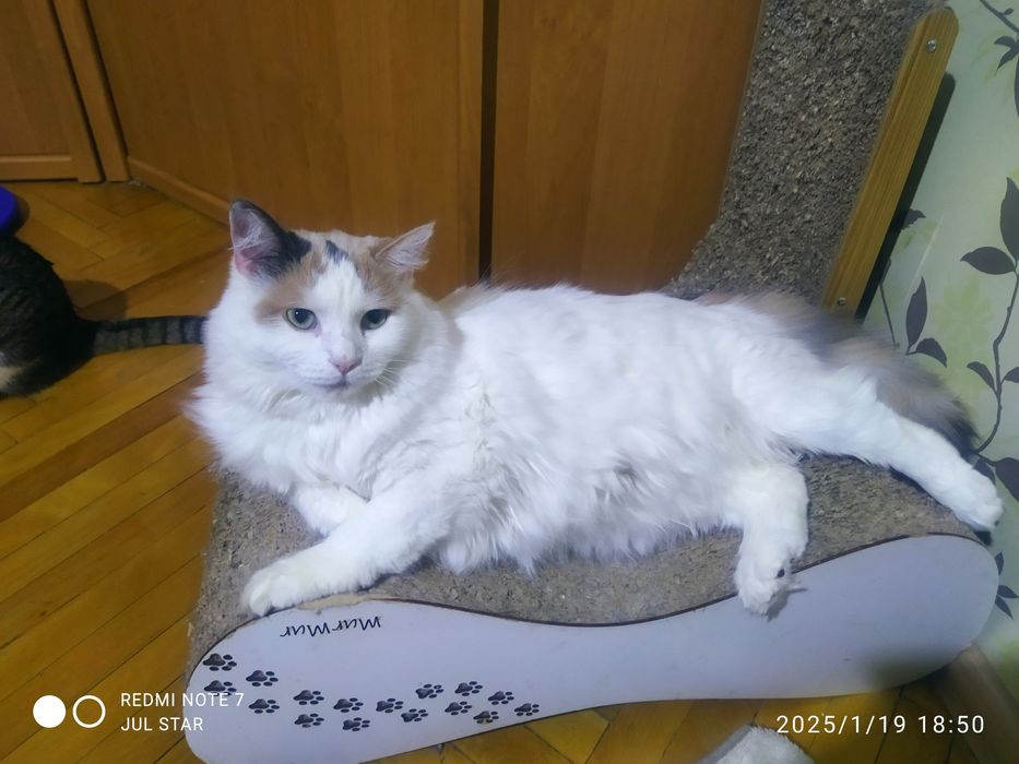 Киця шукає родину