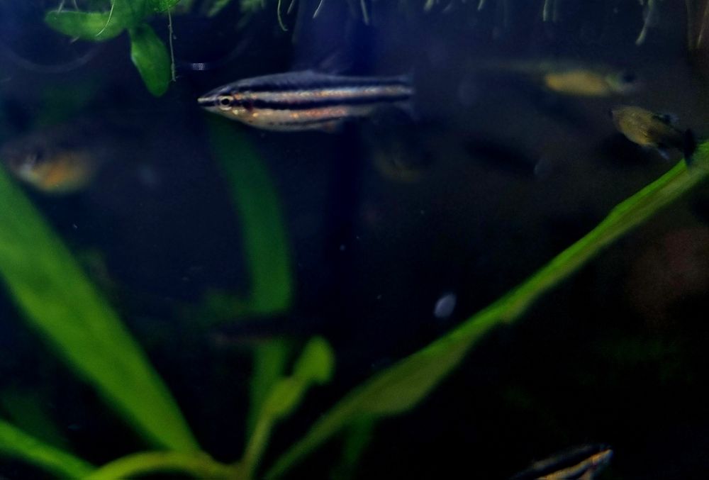 Drobnoustek marginatus/drobnoustek obrzeżony