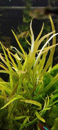 Roślina do akwarium łatwa w uprawie Pogostemon yatabeanus