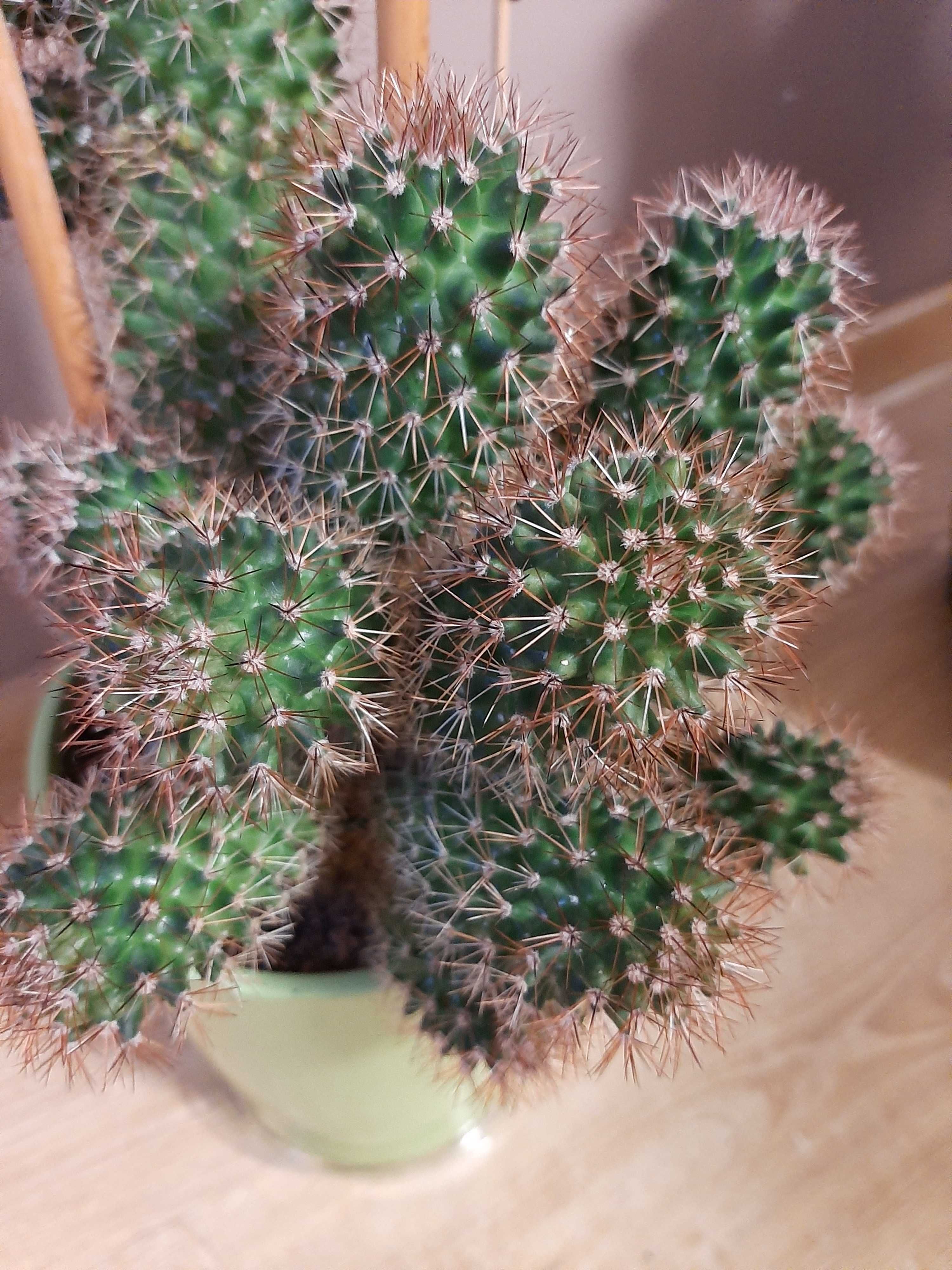 Kaktusy     odnóżki
