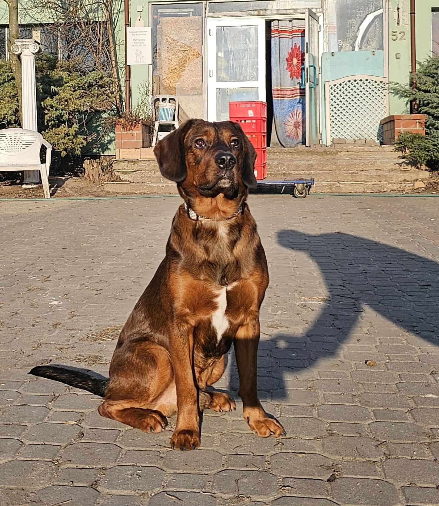 Zjawiskowy młodzieniec Scooby do adopcji!!! Pieski dowozimy!!!