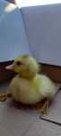 Patos com 1 semana
