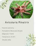 Avicularia Minatrix l2