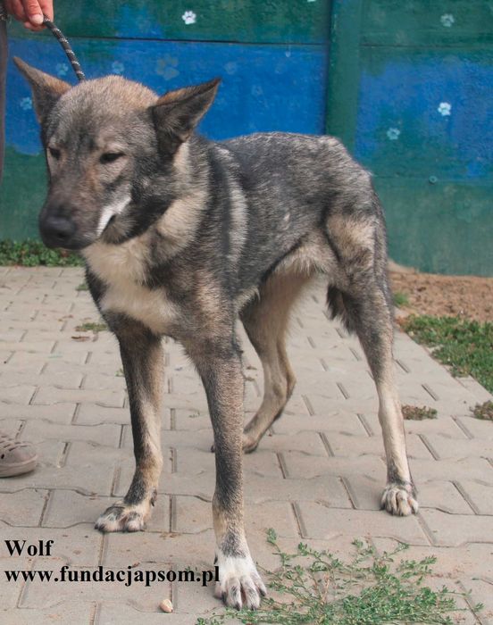 Wolf, piękny wilk szuka domu