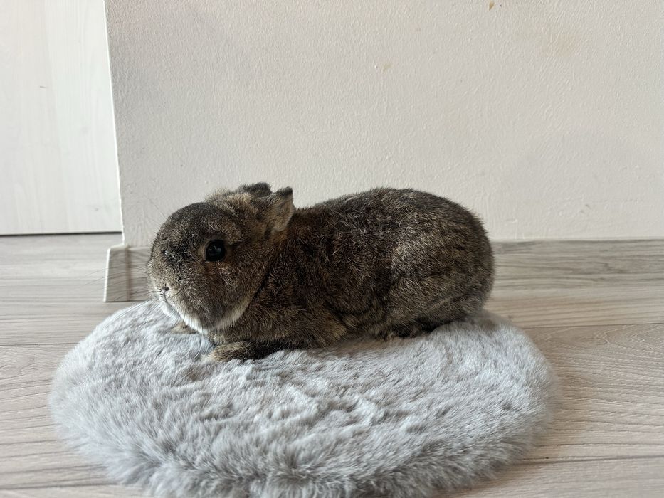 Karzełek Szary Samiec V-Champion