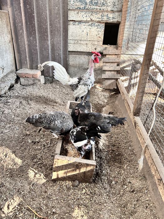 Продам карликових кур