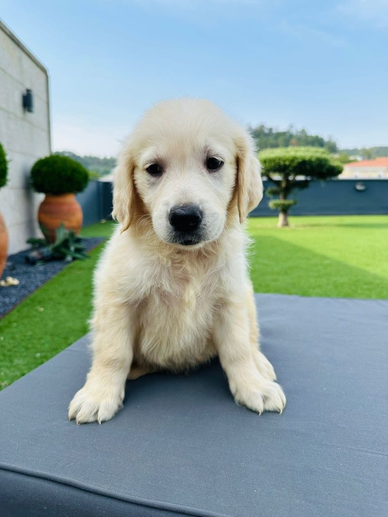 Golden Retriever   lindo
