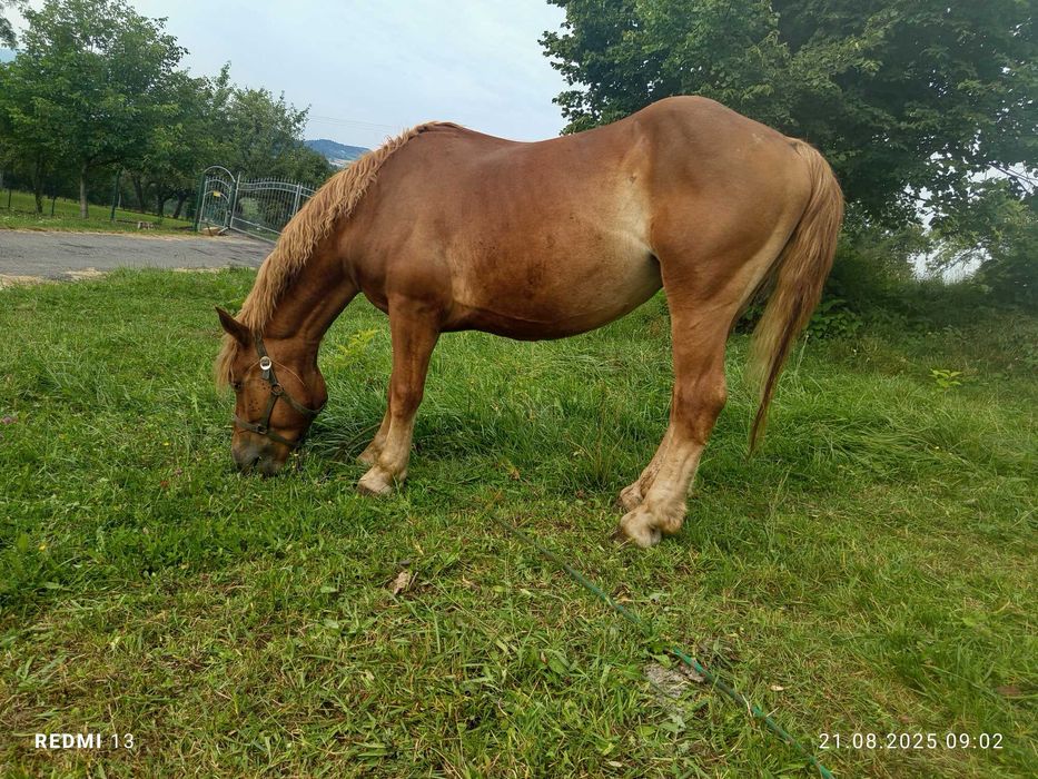 Kobyła zimnokrwista