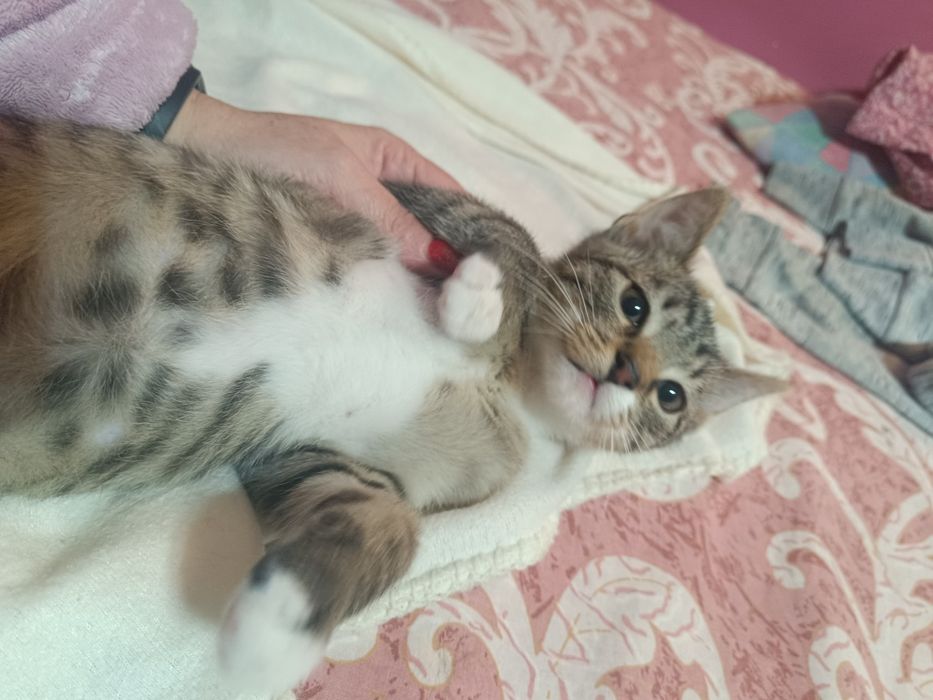 Mały kociak cudo słodkie Lafi do adopcji