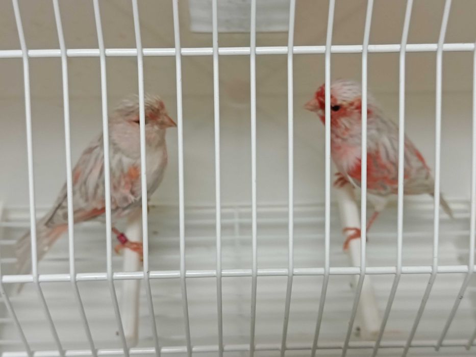 Canários ágatas opala vermelho mosaico