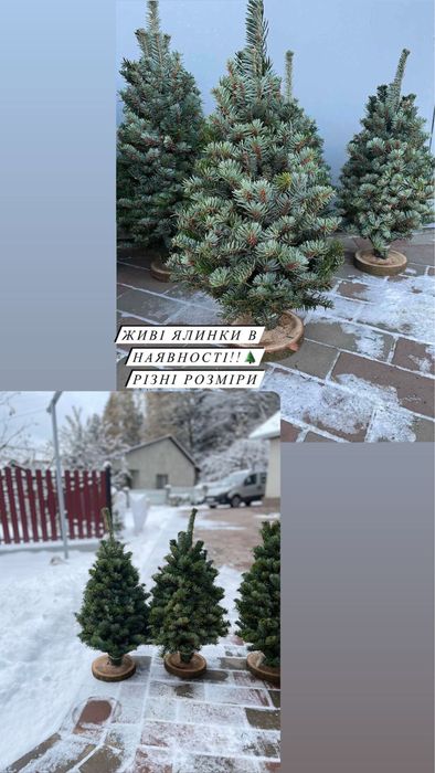 Плетені живі ялинки