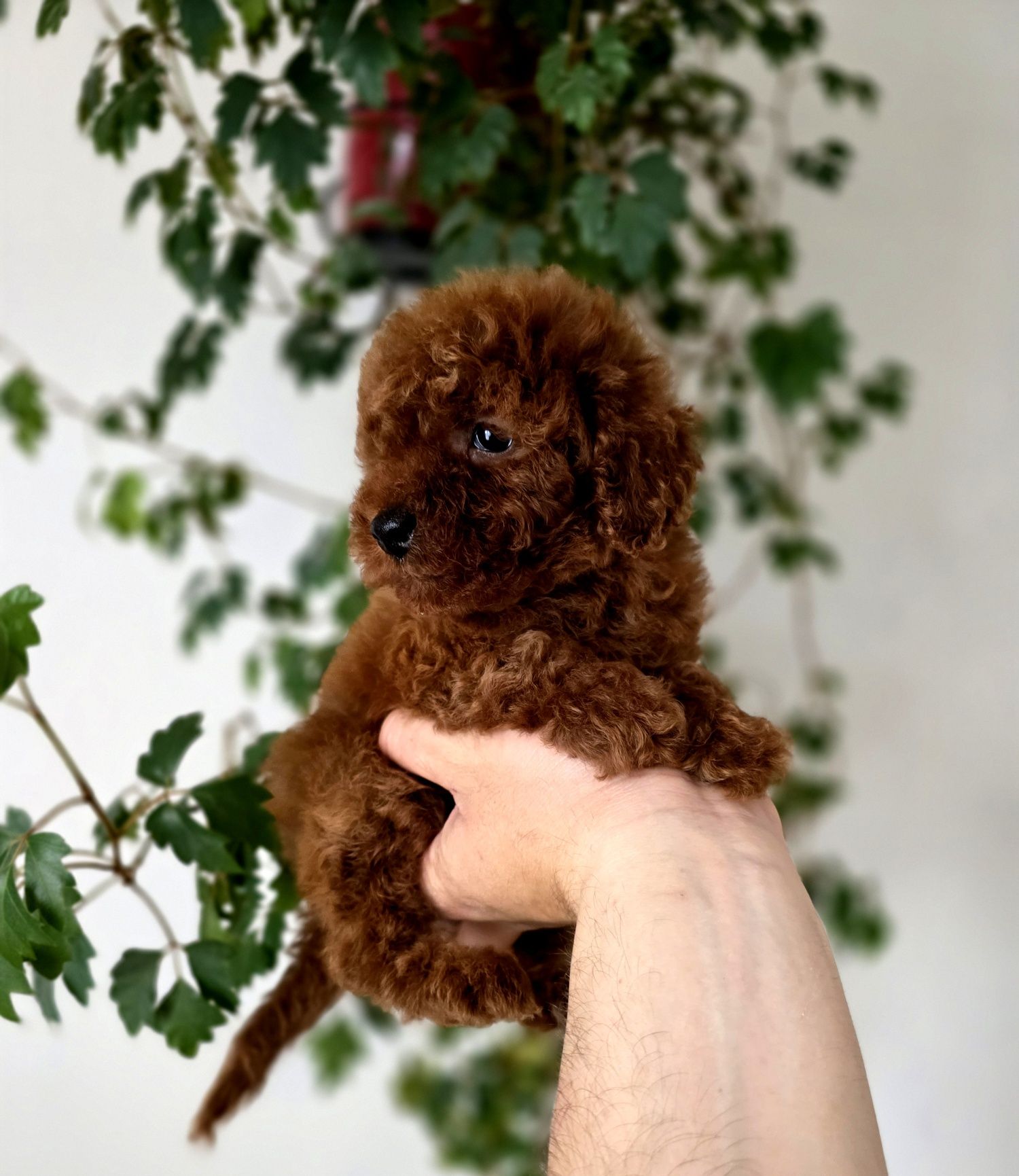 Pudel toy dark red brown  piesek