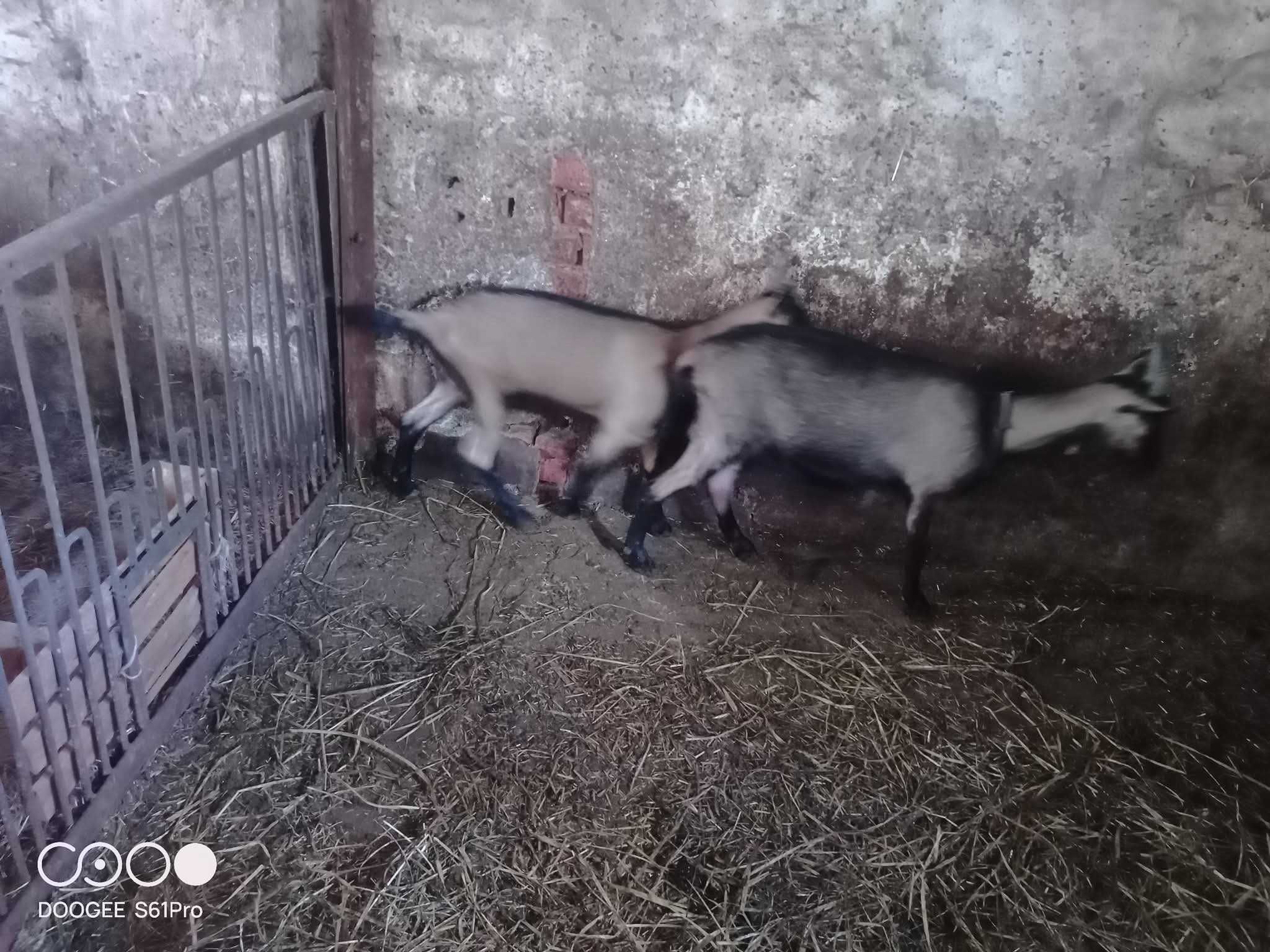 Sprzedam kozy z młodym
