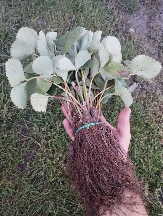 Саджанці з розсадника – оптом і в роздріб по всій Україні