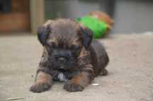 Border Terrier szczenię ZKwP, FCI rezerwacja, lipiec 2025