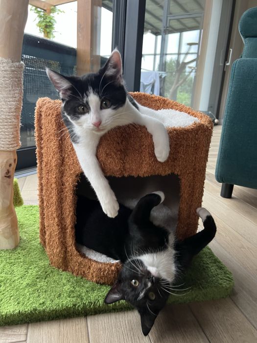 Oreo cudny młody kocurek do adopcji
