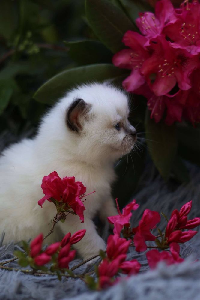 Ragdoll Ragdolle kocurek seal mitted