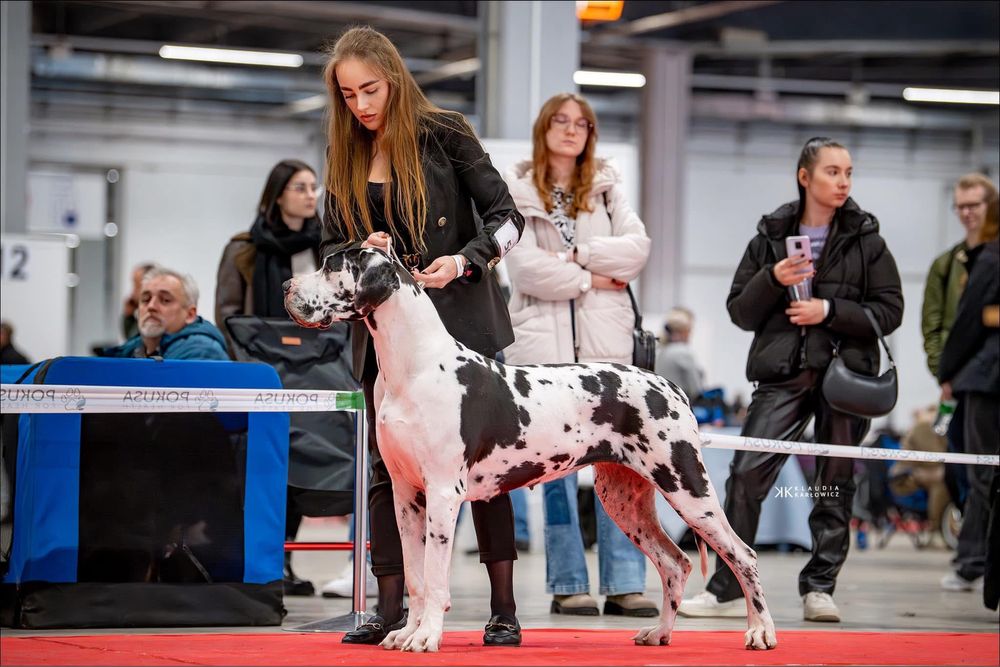 Szczenię dog niemiecki merle ZKwP/FCI z super skojarzenia!