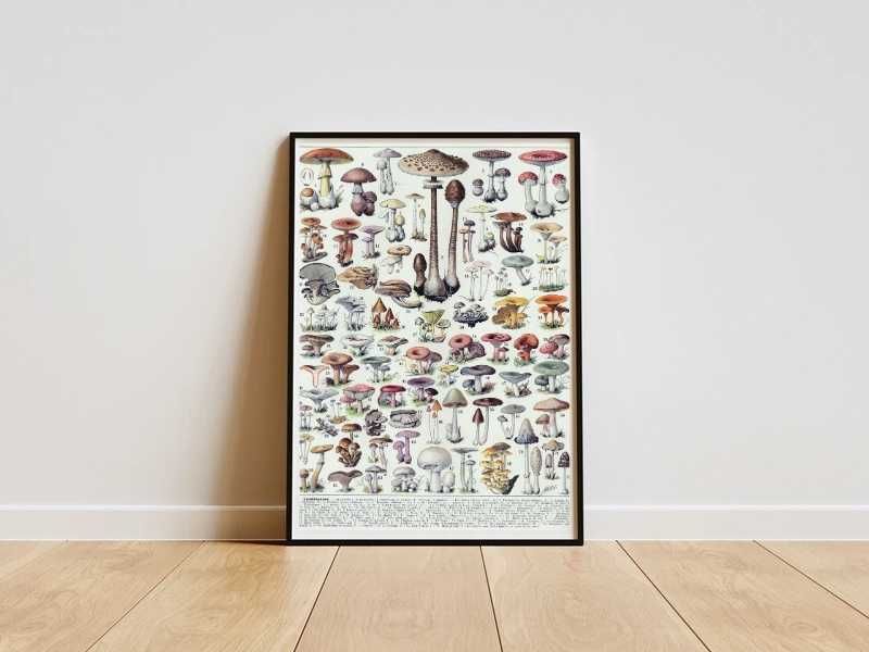 Plakat A3 z botaniczną tabelą grzybów w stylu vintage