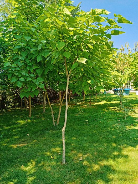 Surmia katalpa wielokwiatowa