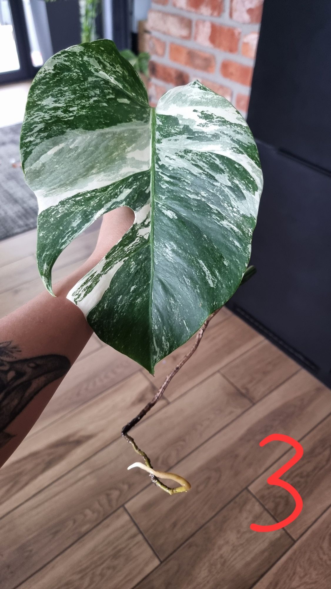 Monstera Variegata pędówka