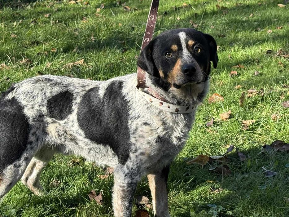 Serduszko- piękny młody psiak do adopcji