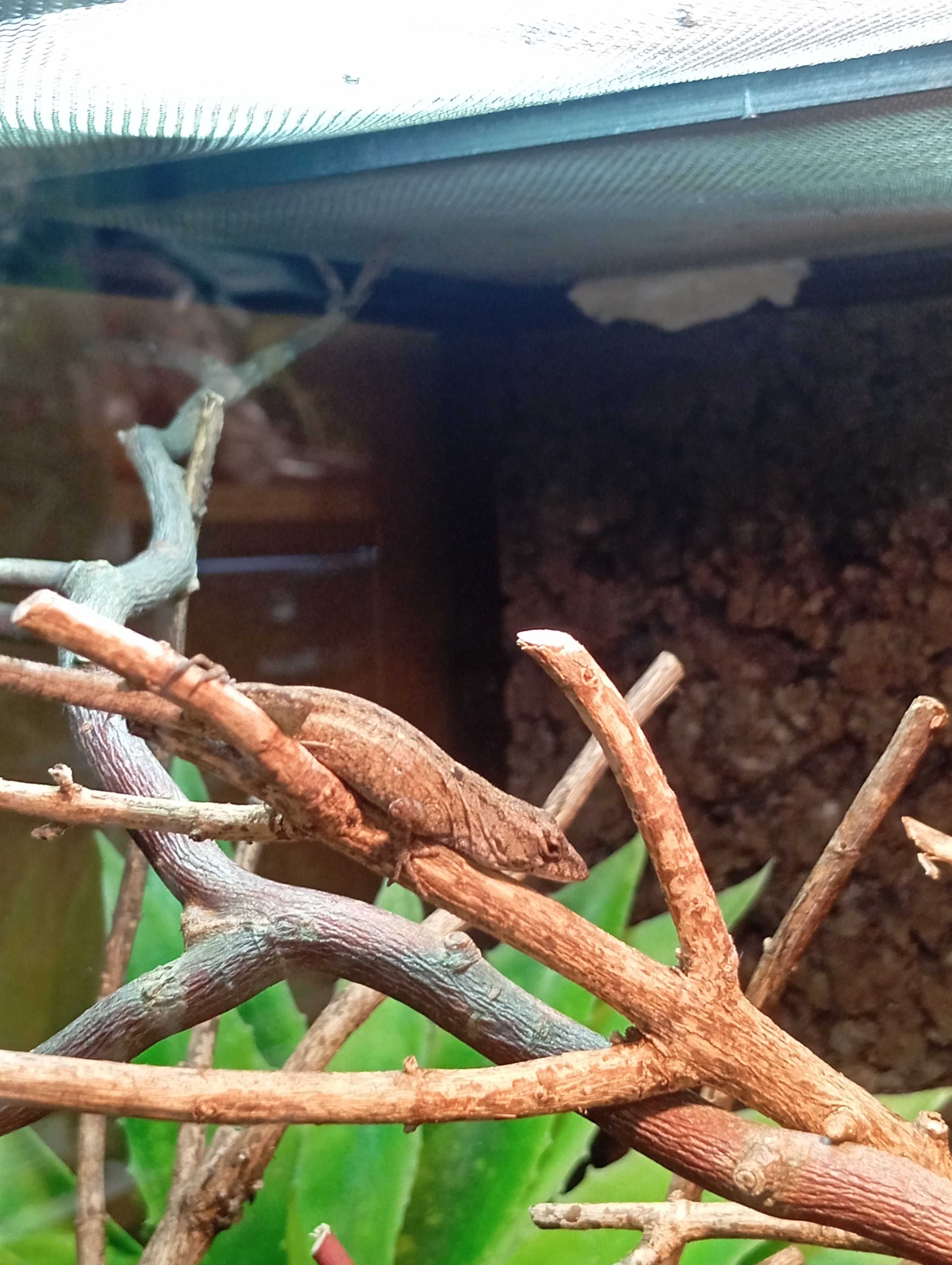 Anolis brązowy Anolis sagrei