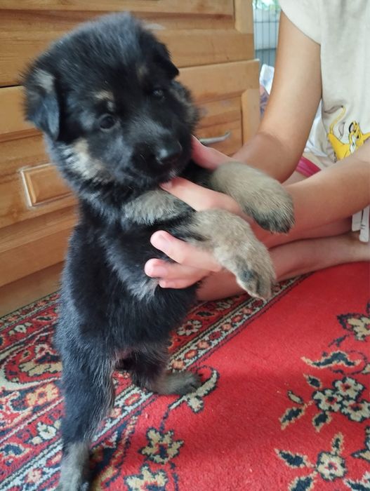 Цуцики породи Німецька Вівчарка