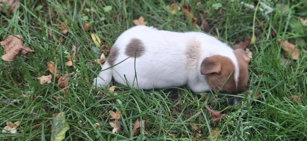 Jack Russell terrier z metryką