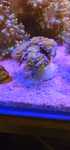 Euphyllia new york akwarium morskie