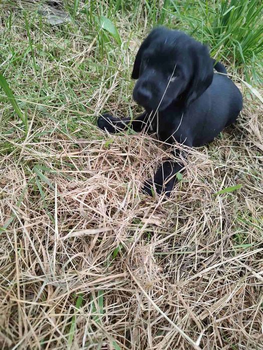 Продам кокер спанієлів 2 місяці буде 10 жовтня грайливі і здорові