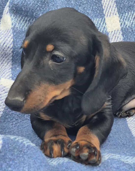 Jamnik krótkowłosy króliczy/miniaturowy ZKwP