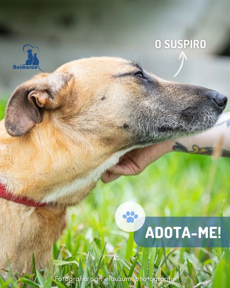 Suspiro - cao porte medio - grande