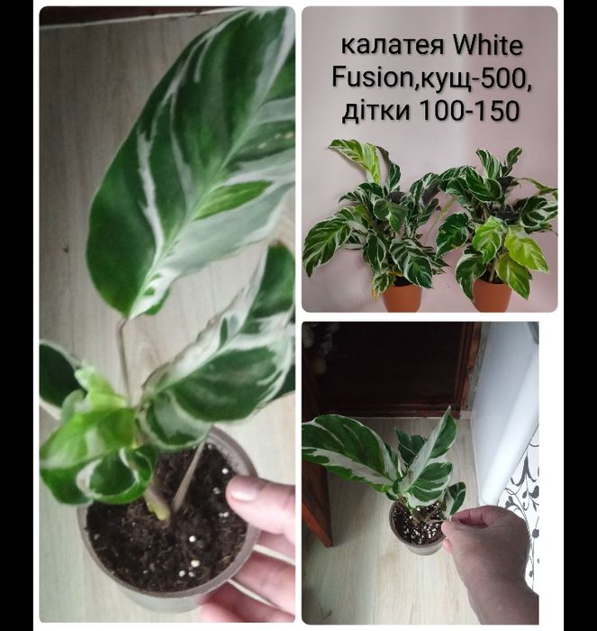 Розпродаж кімнатних рослин.Марантові.