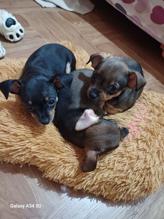 Вязка русский той терьер