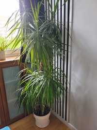 Duża dracena palma