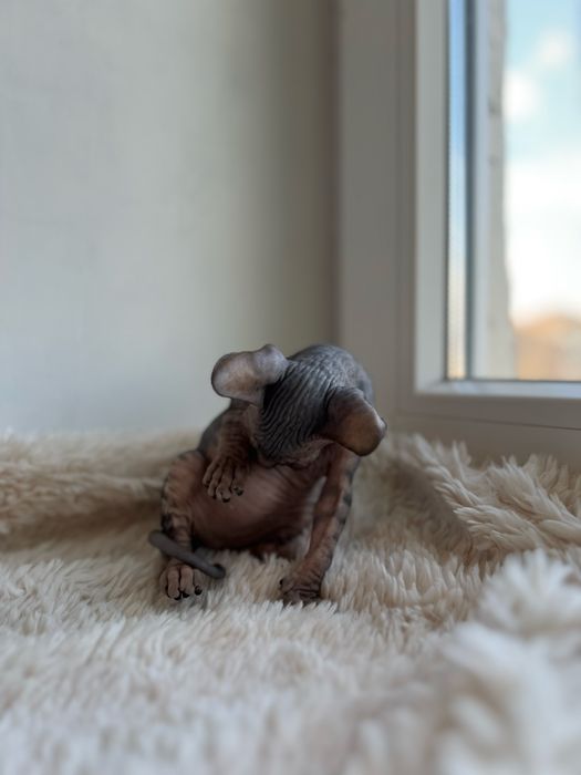 Канадський сфінкс кошеня/Канадский сфинкс котенок